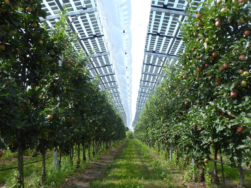 Agri-PV-Anlage mit Semitransparenten PV Modulen im Obstbau bei Kressbronn am Bodensee - Lisamiri, CC BY-SA 4.0 , via Wikimedia Commons